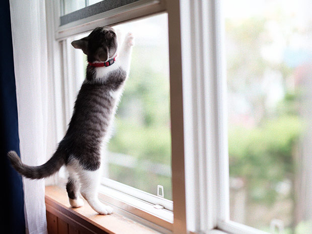 Fliegengitter-direkt Insektenschutz Katzensicher Haustiere