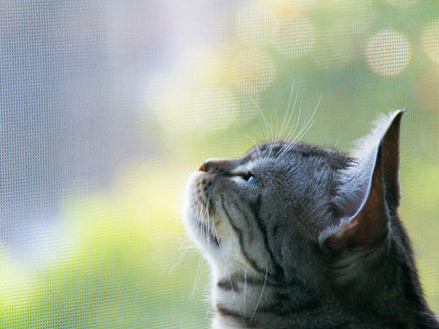 Fliegengitter-direkt Katzensicher Insektenschutz Haustiere